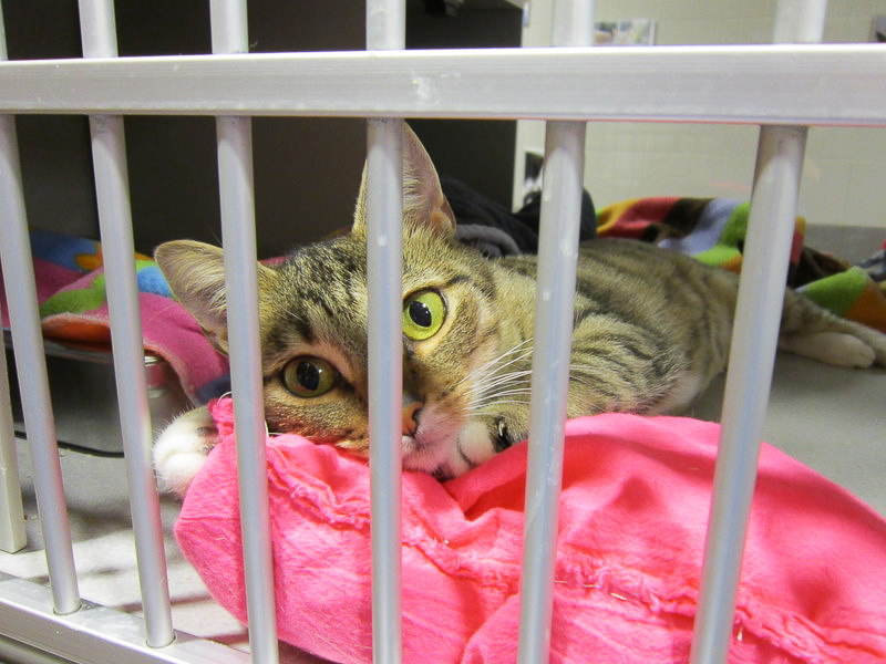 Striped cat at a shelter reclines with a pink blanket